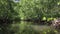 Mangrove trees and forest of indonesia sunny day