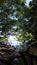 Mangrove trees and forest of indonesia sunny day