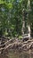 Mangrove trees and forest of indonesia sunny day