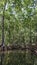 Mangrove trees and forest of indonesia sunny day