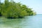 Mangrove Trees Green Sea Bushes Wild Tropical Background