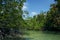 Mangrove Trees Green Sea Bushes Wild Tropical Background