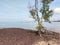 Mangrove trees grow naturally on muddy and swamp shores.