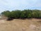 Mangrove trees grow naturally on muddy and swamp shores.