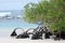 Mangrove trees growing at beach Galapagos Island