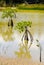 Mangrove trees growing, cuba