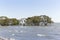 Mangrove Trees Growing Into The Low Flats Off Queensland Australia Coast