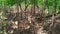 Mangrove trees in the mangrove forests swamp on a sunny day shaded.