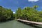 Mangrove trees with observing bridge