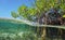 Mangrove trees roots above and below the water