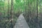 Mangrove trees and roots nature at Kung Krabaen Bay Thailand