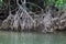 Mangrove trees at the shore of the Daintree river