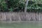 Mangrove trees at the shore of the Daintree river