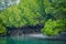 Mangrove trees, Sundarban, West Bengal, india