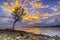 Mangrove trees at sunrise