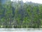 Mangrove trees in water, Bako National Park. Sarawak. Borneo. Malaysia