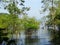 Mangrove trees in water, Bako National Park. Sarawak. Borneo. Malaysia