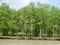 Mangrove trees in water, Bako National Park. Sarawak. Borneo. Malaysia