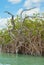 Mangrove trunks of the biosphere of Sian Ka`an