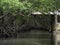 Mangrove tunnels of Roatan