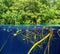 Mangrove up down waterline real ecosystem