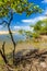 Mangrove vegetation on the beach sand