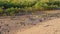 Mangrove Vegetation By The Ocean