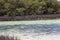 Mangrove vegetation in the Sinai