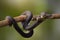 Mangrove viper  snakes