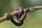 Mangrove viper  snakes