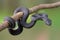 Mangrove viper  snakes