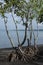 Mangrove on volcanic beach in the Philippines