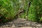 Mangrove wooden path