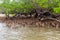 Mangrove woods at the beach on Nosy Be island in Madagascar, Africa