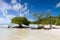 Mangroves at a beach in the Florida Keys