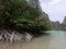 Mangroves in Big lagoon. Miniloc island. Bacuit archipelago. El Nido. Palawan. Philippines