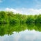 Mangroves and blue sky