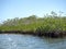 Mangroves, Caribbean Sea, Belize