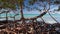 Mangroves at caribbean seashore,Cayo Jutias beach