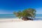 Mangroves at caribbean seashore,Cayo Jutias beach, Cuba