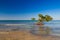 Mangroves at caribbean seashore,Cayo Jutias beach, Cuba