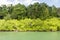 Mangroves on the coast in Andaman islands