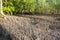 Mangroves on the coast in Andaman islands