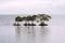 Mangroves on the coast of the Philippines over the sea