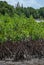 Mangroves at estuary Laem Sing, Thailand.