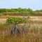 Mangroves in the Everglades