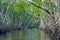 Mangroves Everglades