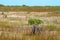 Mangroves in the Everglades