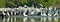 Mangroves with feeding Wading birds.