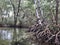 Mangroves In Florida - Airboat Tour I